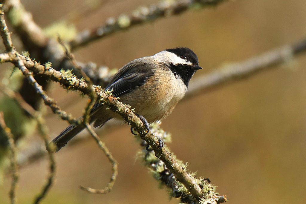 IMAGE: http://i812.photobucket.com/albums/zz47/squirl035/IMG_7111%20crop%20s.jpg