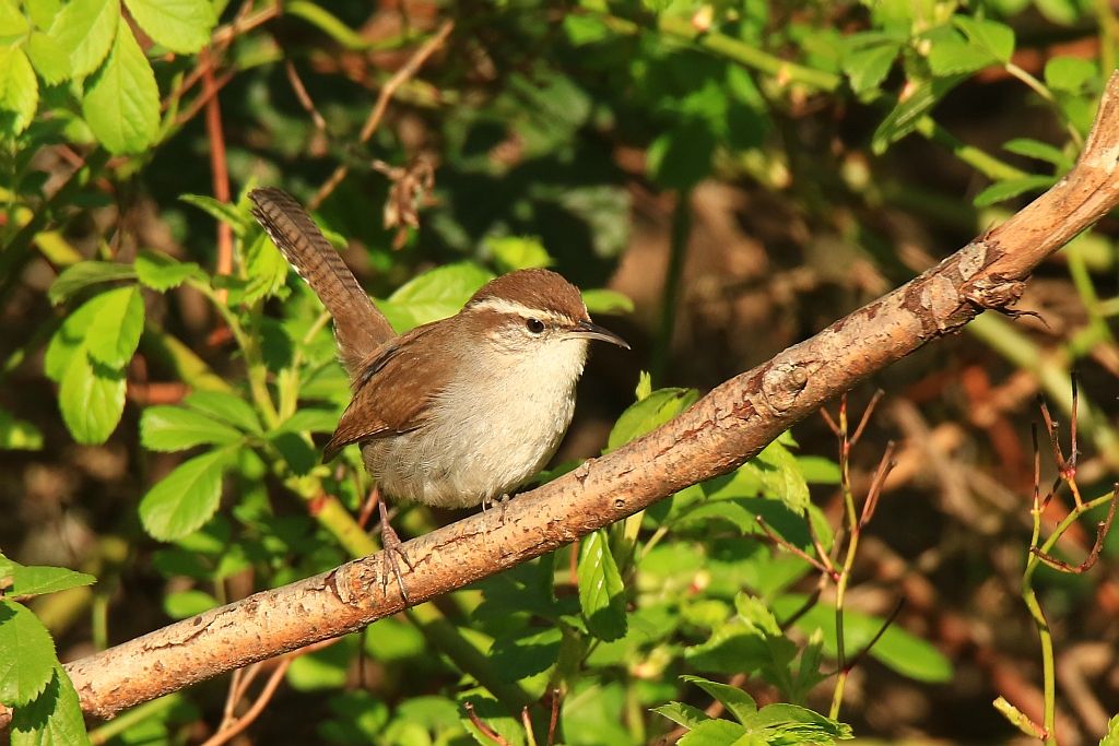 IMAGE: http://i812.photobucket.com/albums/zz47/squirl035/IMG_7410%20sm.jpg