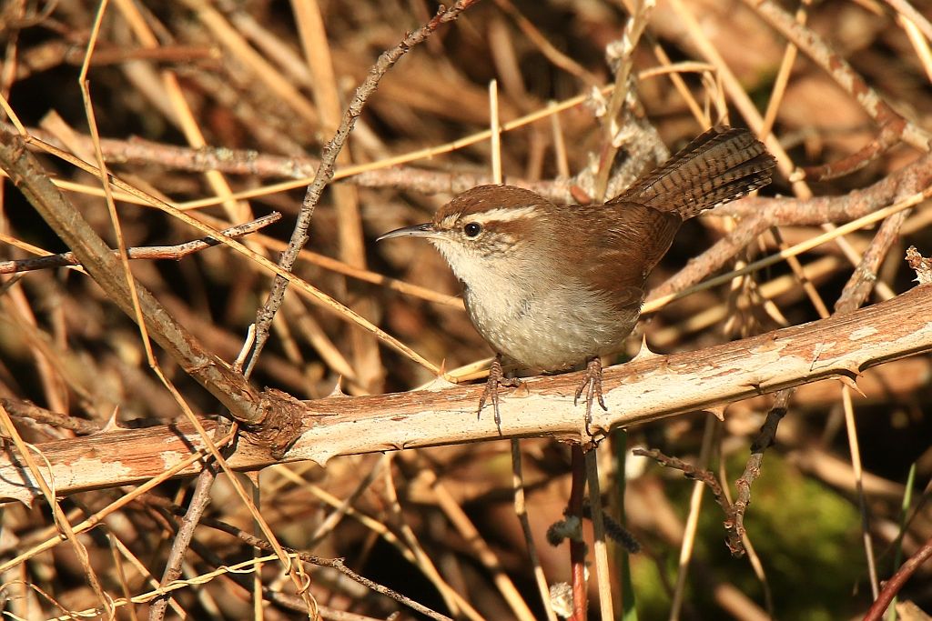 IMAGE: http://i812.photobucket.com/albums/zz47/squirl035/IMG_7426%20sm.jpg