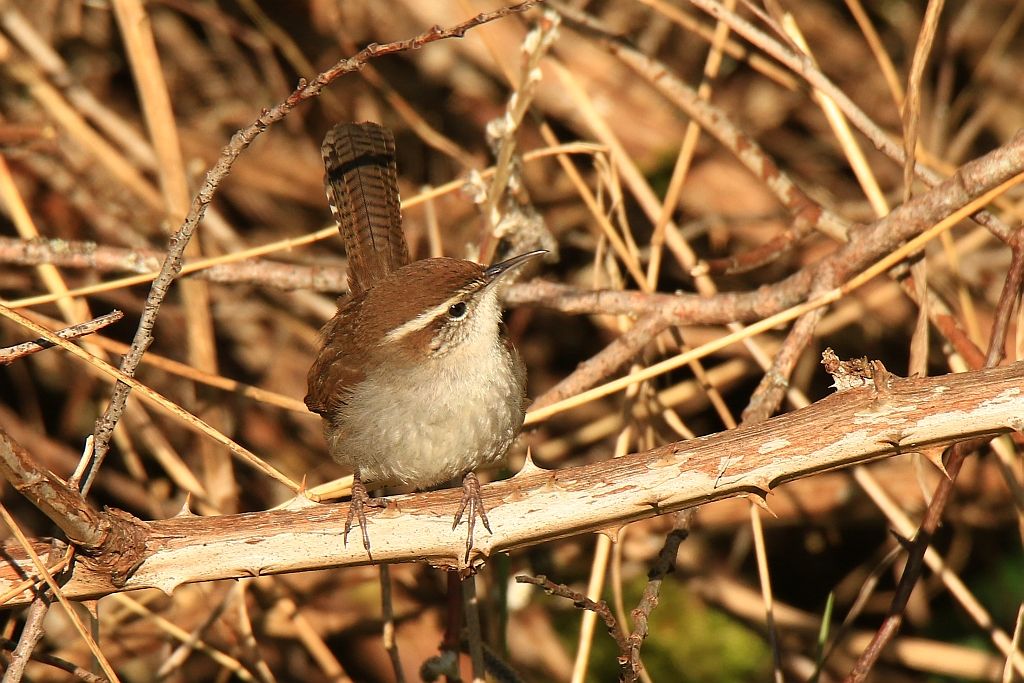 IMAGE: http://i812.photobucket.com/albums/zz47/squirl035/IMG_7430%20sm.jpg