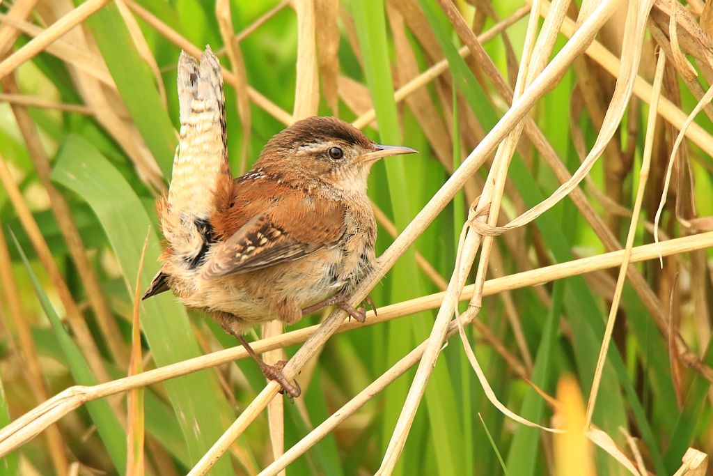 IMAGE: http://i812.photobucket.com/albums/zz47/squirl035/IMG_7614%20sm.jpg