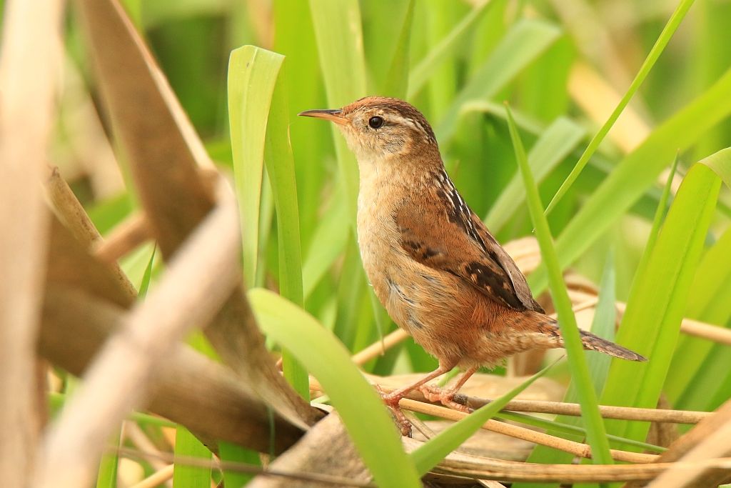 IMAGE: http://i812.photobucket.com/albums/zz47/squirl035/IMG_7630%20sm.jpg