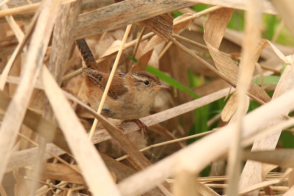 IMAGE: http://i812.photobucket.com/albums/zz47/squirl035/IMG_7664%20sm.jpg