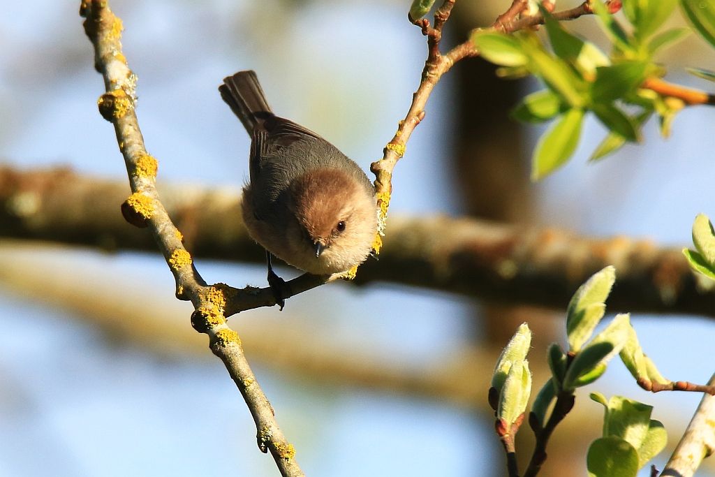 IMAGE: http://i812.photobucket.com/albums/zz47/squirl035/IMG_7748%20crop%20sm.jpg