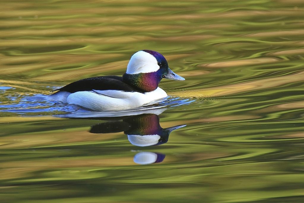 IMAGE: http://i812.photobucket.com/albums/zz47/squirl035/IMG_7787%20crop_1%20sm.jpg