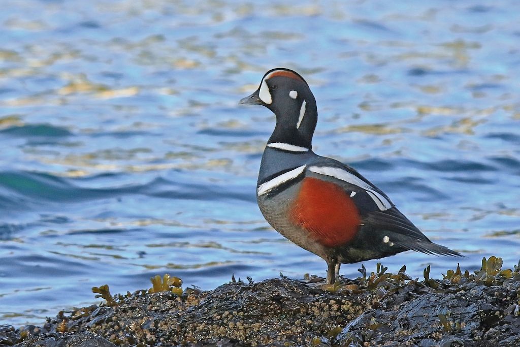 IMAGE: http://i812.photobucket.com/albums/zz47/squirl035/IMG_794220crop20sm.jpg