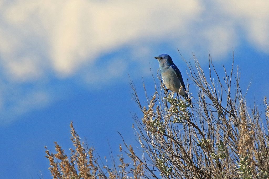 IMAGE: http://i812.photobucket.com/albums/zz47/squirl035/IMG_8137%20crop%20sm.jpg