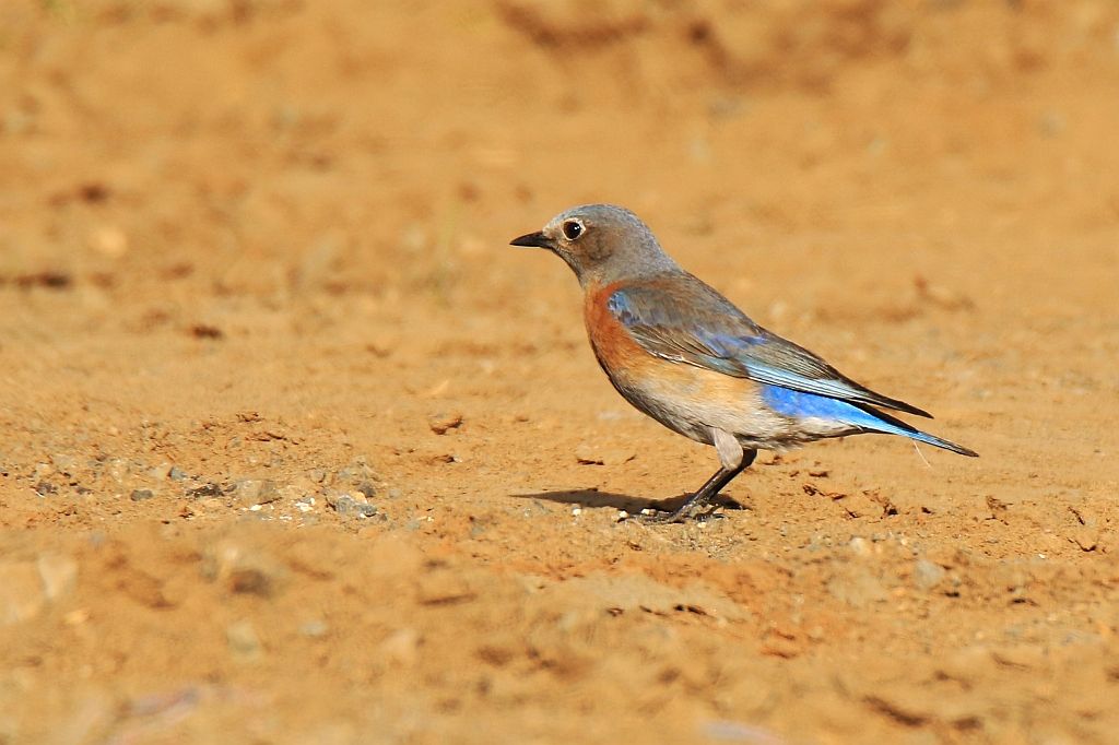 IMAGE: http://i812.photobucket.com/albums/zz47/squirl035/IMG_8192%20crop%20sm.jpg