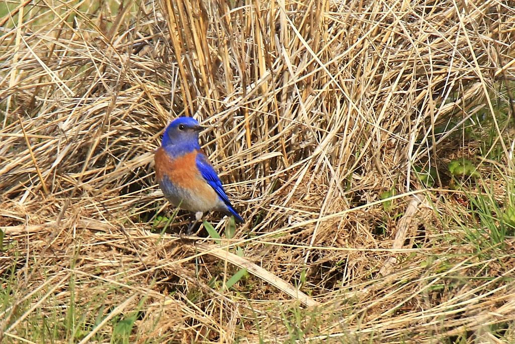 IMAGE: http://i812.photobucket.com/albums/zz47/squirl035/IMG_8212%20crop%20sm.jpg