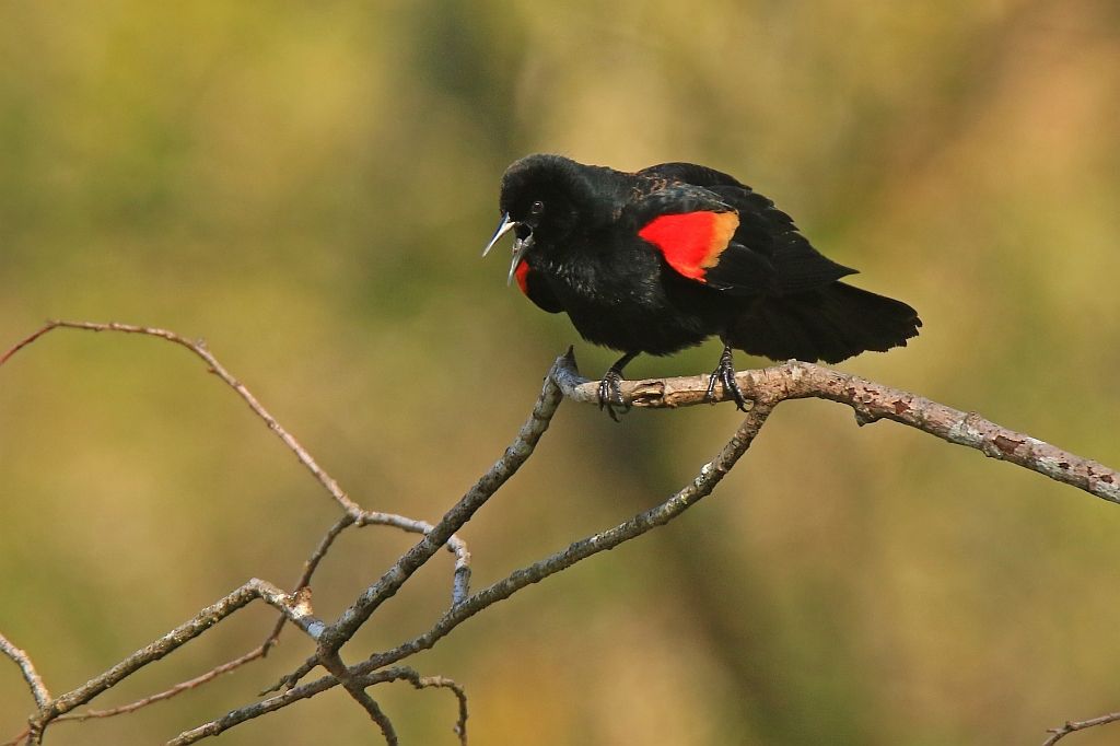 IMAGE: http://i812.photobucket.com/albums/zz47/squirl035/IMG_8477%20crop%20sm.jpg