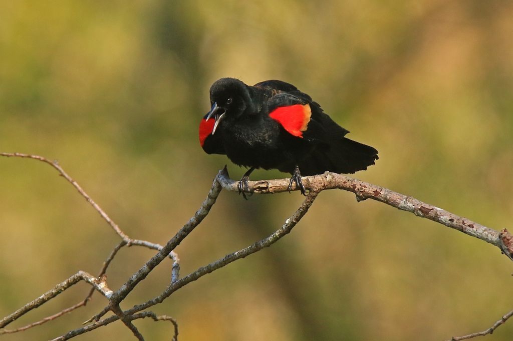 IMAGE: http://i812.photobucket.com/albums/zz47/squirl035/IMG_8479%20crop%20sm.jpg