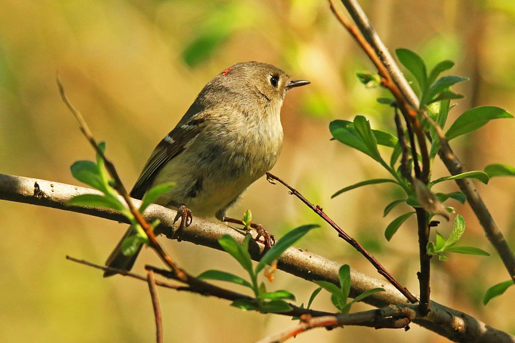 IMAGE: http://i812.photobucket.com/albums/zz47/squirl035/IMG_8619%20sm.jpg