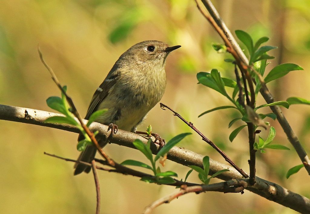 IMAGE: http://i812.photobucket.com/albums/zz47/squirl035/IMG_8620%20sm.jpg