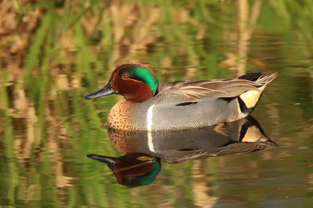 IMAGE: http://i812.photobucket.com/albums/zz47/squirl035/IMG_8667%20crop%20sm.jpg