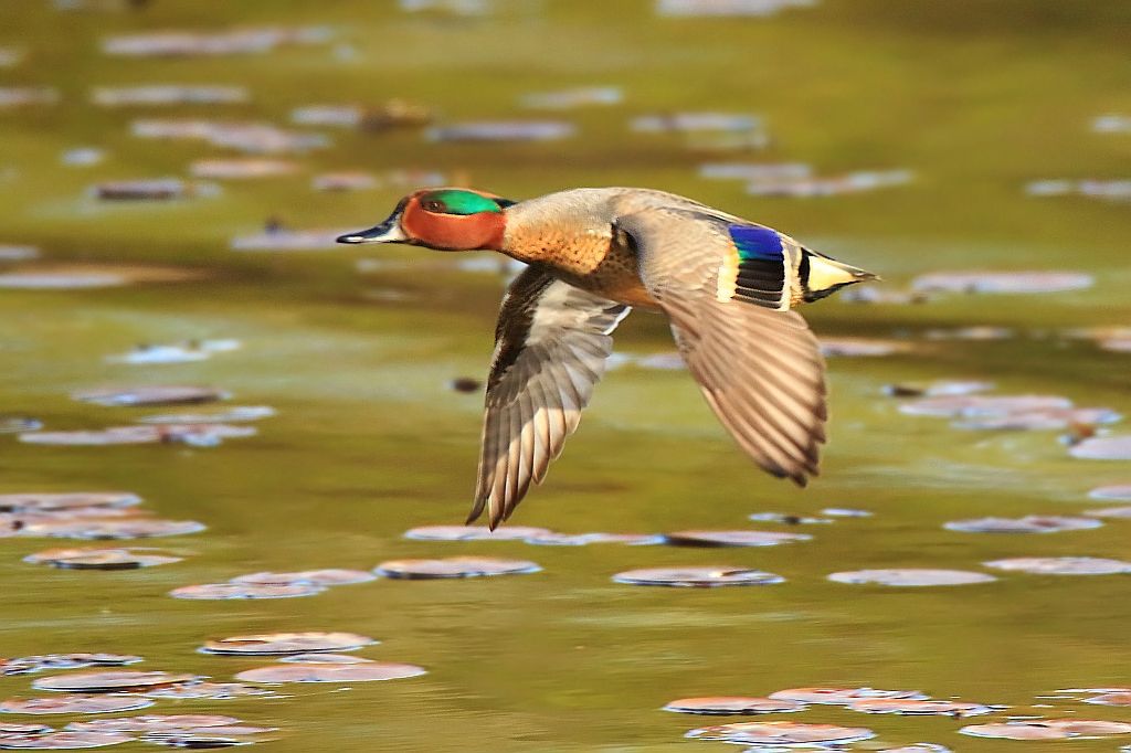 IMAGE: http://i812.photobucket.com/albums/zz47/squirl035/IMG_8713%20crop%20sm_filtered.jpg