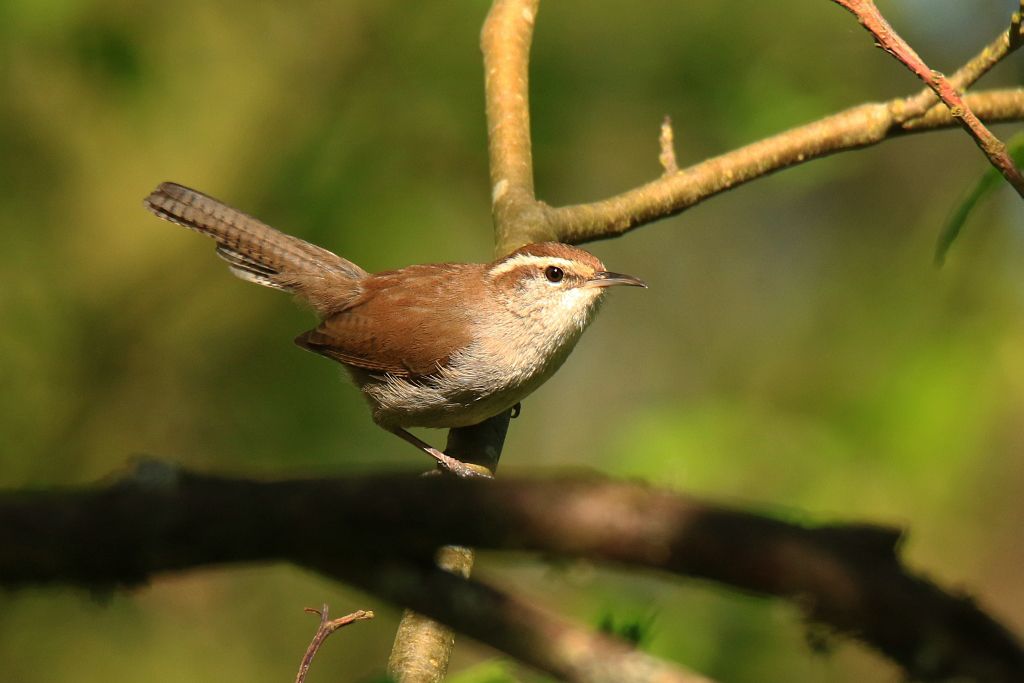 IMAGE: http://i812.photobucket.com/albums/zz47/squirl035/IMG_8842%20crop%20sm.jpg