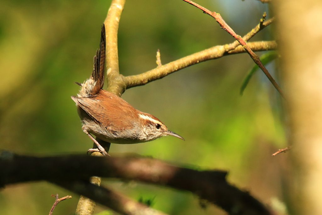 IMAGE: http://i812.photobucket.com/albums/zz47/squirl035/IMG_8845%20crop%20sm.jpg