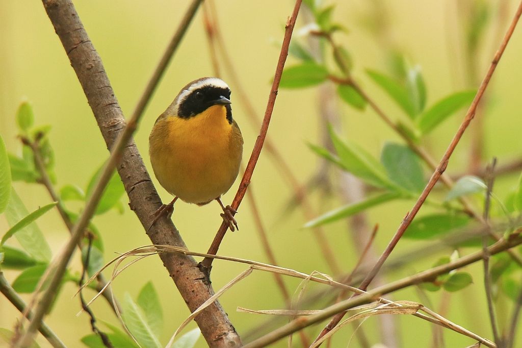 IMAGE: http://i812.photobucket.com/albums/zz47/squirl035/IMG_9346%20crop%20sm.jpg