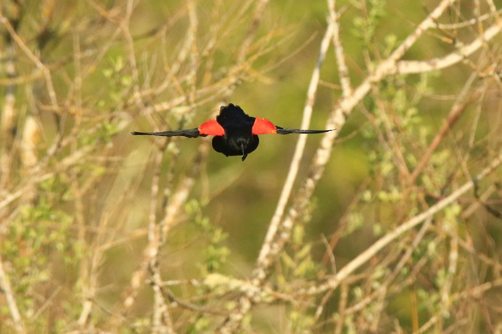 IMAGE: http://i812.photobucket.com/albums/zz47/squirl035/IMG_9473%20crop%20sm.jpg