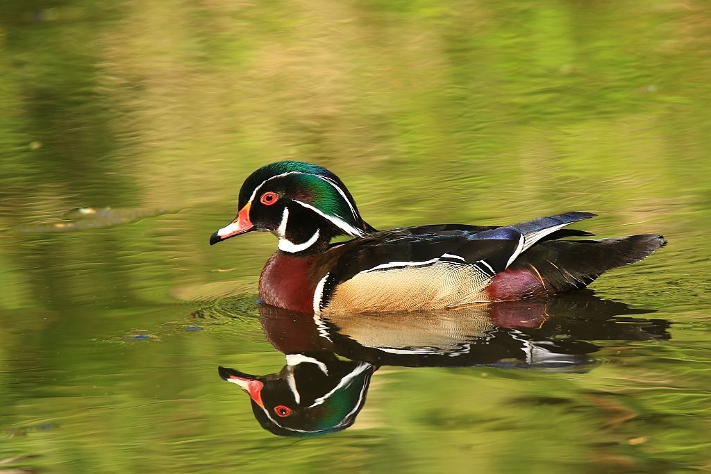 IMAGE: http://i812.photobucket.com/albums/zz47/squirl035/IMG_9632%20sm.jpg