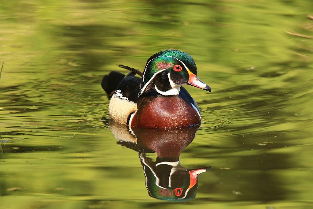 IMAGE: http://i812.photobucket.com/albums/zz47/squirl035/IMG_9644%20sm.jpg