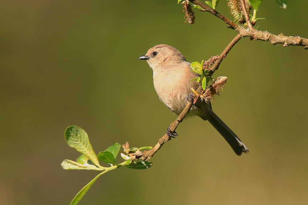 IMAGE: http://i812.photobucket.com/albums/zz47/squirl035/IMG_9724%20crop%20sm.jpg