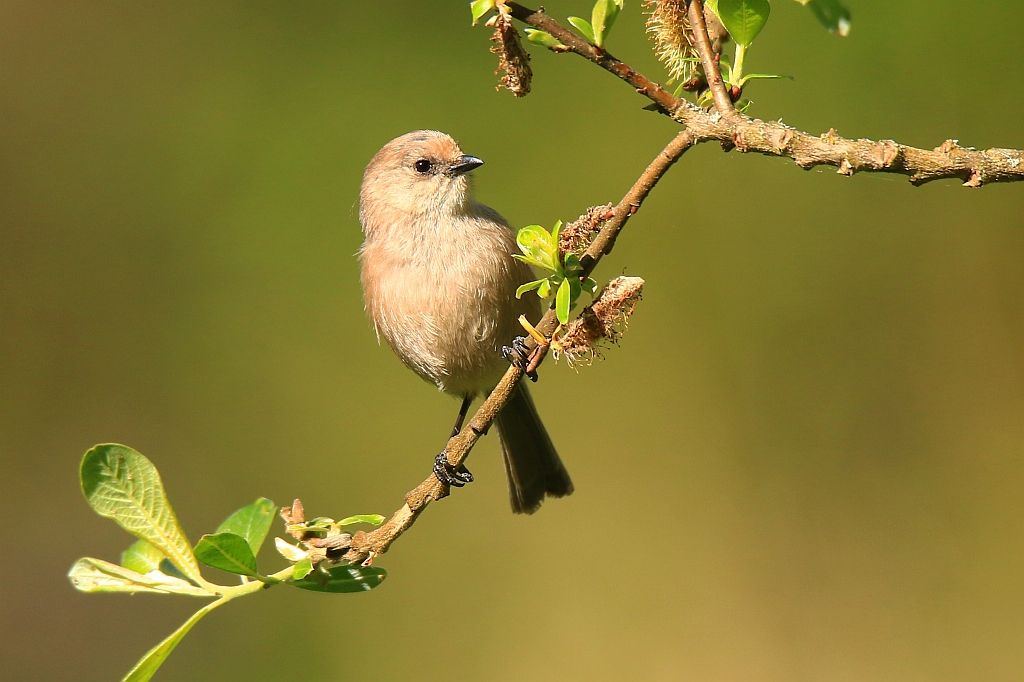 IMAGE: http://i812.photobucket.com/albums/zz47/squirl035/IMG_9727%20crop%20sm.jpg