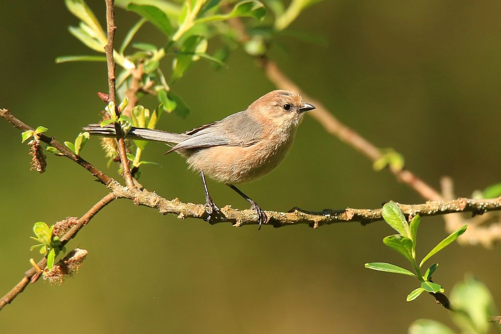 IMAGE: http://i812.photobucket.com/albums/zz47/squirl035/IMG_9731%20crop%20sm.jpg