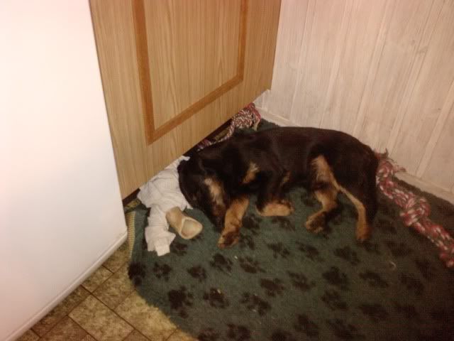 Tysk Jaktterrier Tysk Jaktterrier