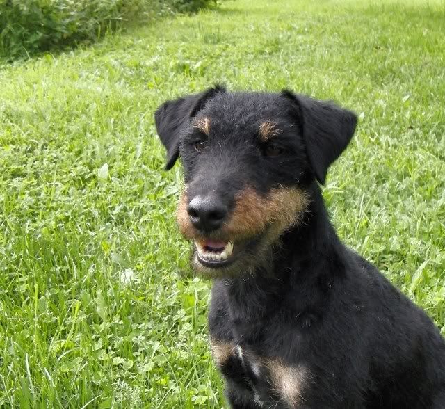 Tysk Jaktterrier/ Husses Tore Tysk Jaktterrier/ Husses Tore