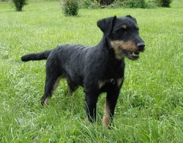 Tysk Jaktterrier/ Husses Tore Tysk Jaktterrier/ Husses Tore
