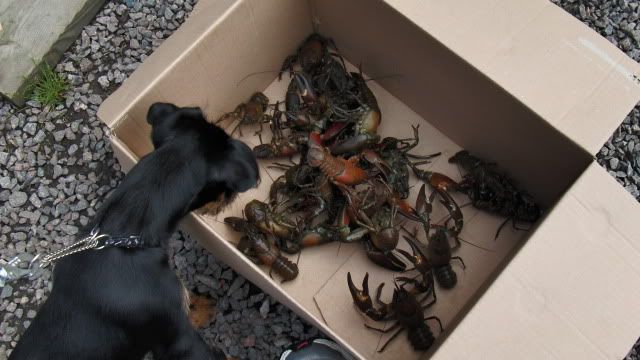Ständigt denna Trixi..... Ständigt denna Trixi.....