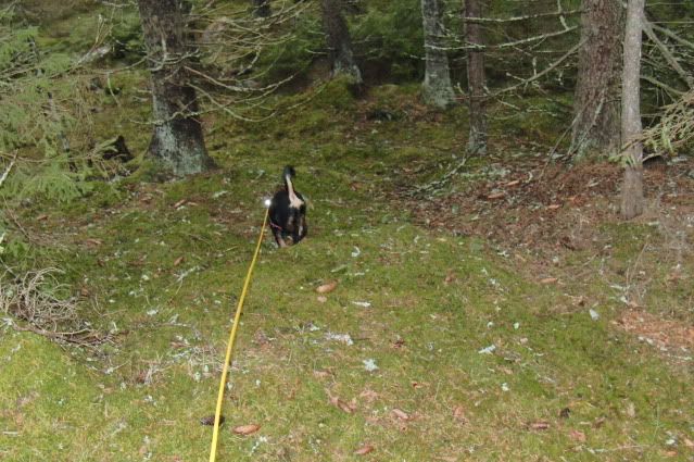 Trixi i spåret Trixi i spåret