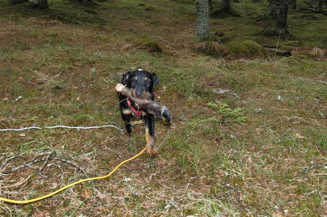 Tysk Jaktterrier spårtränar Tysk Jaktterrier spårtränar