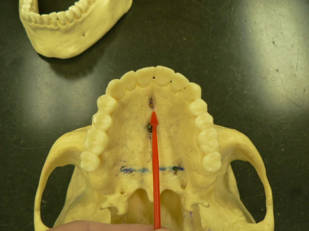 foramen-the-definitive-guide-biology-dictionary