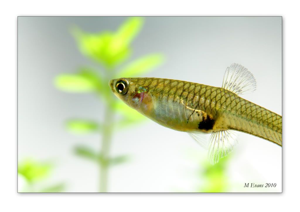 female endlers